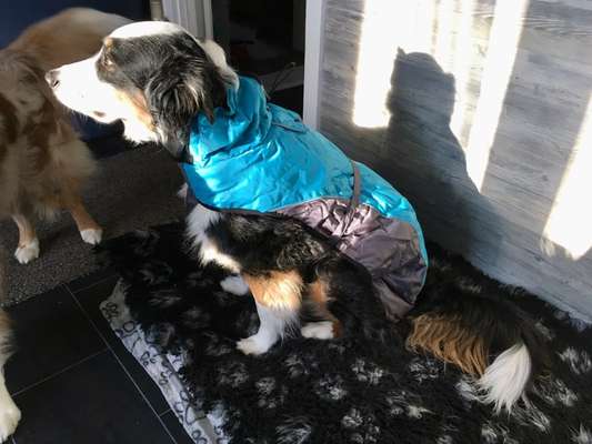 Hundesachen von Temu-Beitrag-Bild