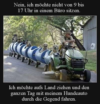 Hunde Memes-Beitrag-Bild