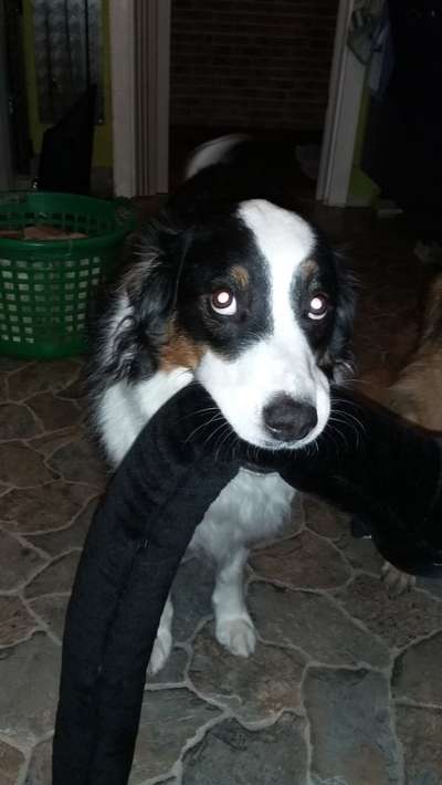 Dogorama Foto Challenge - Erwischt-Beitrag-Bild