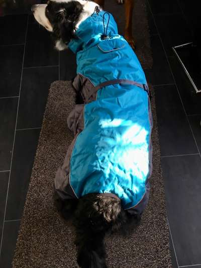 Hundesachen von Temu-Beitrag-Bild