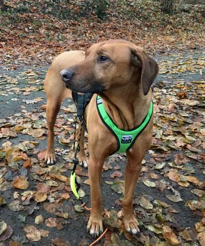 Benötige Futterempfehlung für futtersensiblen Ridgeback Senior-Beitrag-Bild