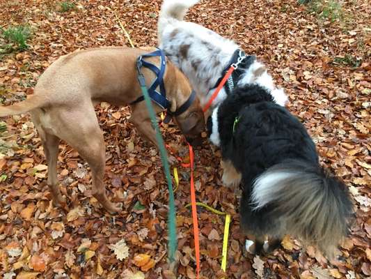 Herbst Bilder-Beitrag-Bild