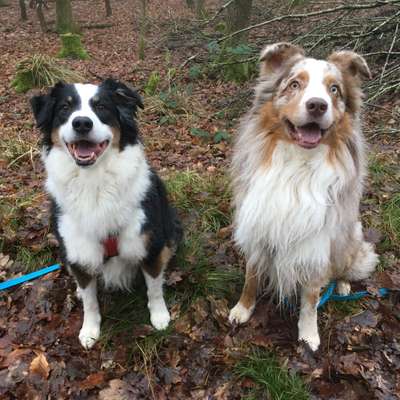 Hundetreffen-Hundebetreuung als Nachbarschafts/Freundschaftshilfe, nicht gewerblich, auch andere Kleintiere-Bild