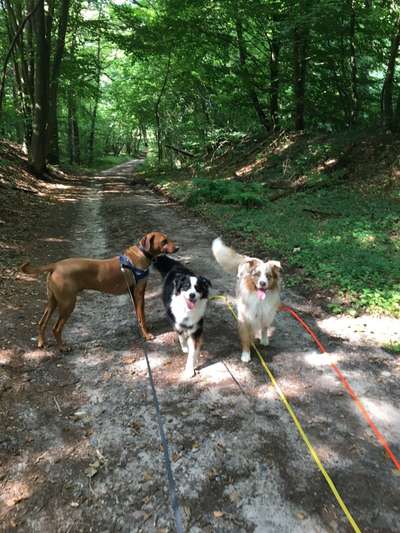 Die Lieblingsrunde eures Vierbeiners-Beitrag-Bild