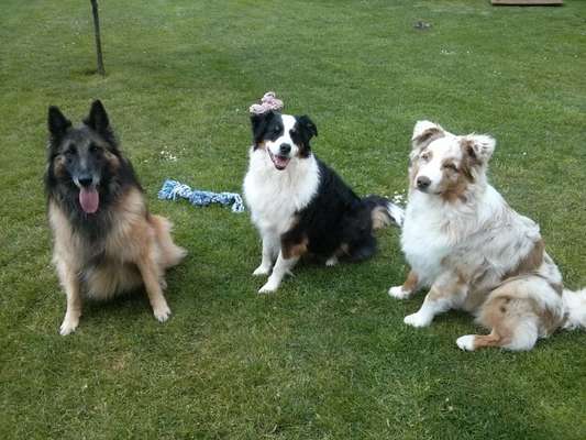 Reinrassige Hunde?-Beitrag-Bild