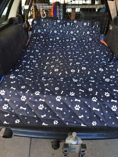 Hundesachen von Temu-Beitrag-Bild