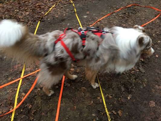 Wandergeschirr für Hunde-Beitrag-Bild