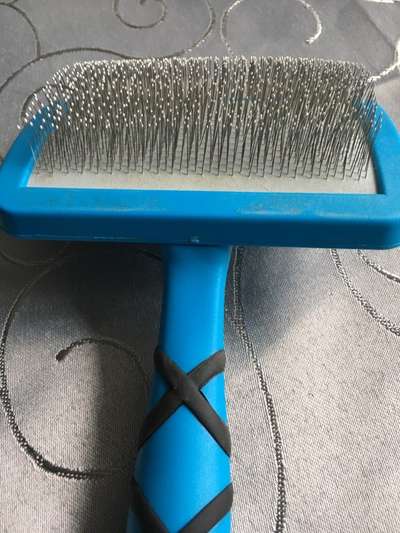 Hund scheren im Sommer?-Beitrag-Bild