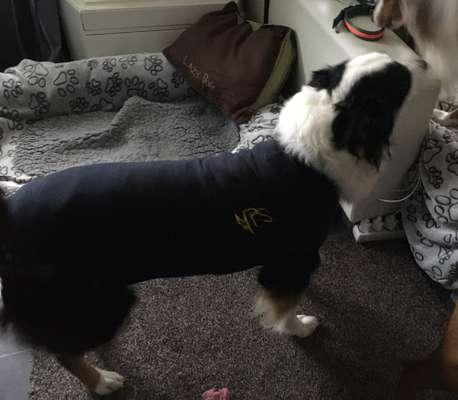 Hundekleidung - Top oder Flop-Beitrag-Bild