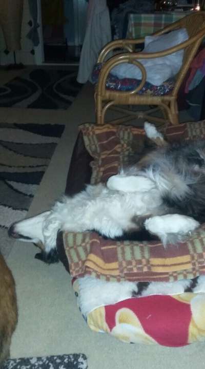 Hunde Memes-Beitrag-Bild