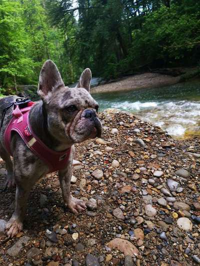 Dein Hund im Dogorama-Kalender 2021-Beitrag-Bild