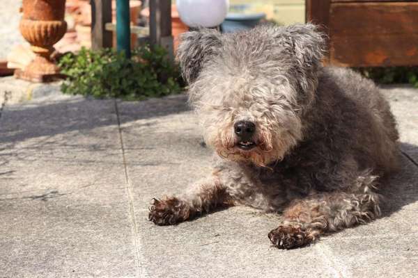 Dein Hund im Dogorama-Kalender 2021-Beitrag-Bild