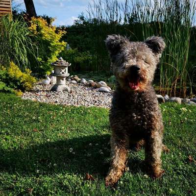 Dein Hund im Dogorama-Kalender 2021-Beitrag-Bild