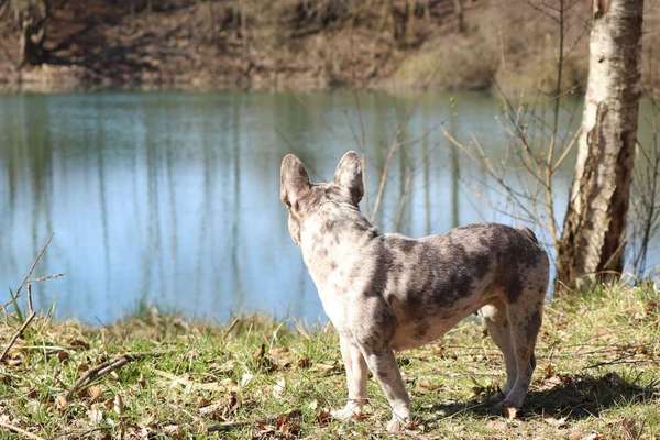 Dein Hund im Dogorama-Kalender 2021-Beitrag-Bild