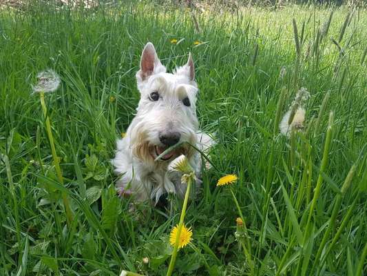 Fotochallenge No. 26                                     Wald und Wiese-Beitrag-Bild