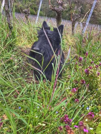 Fotochallenge No. 26                                     Wald und Wiese-Beitrag-Bild