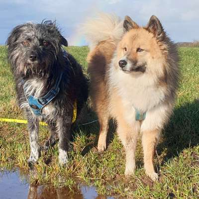 Hundetreffen-Wanderung heute (25.02.)-Bild