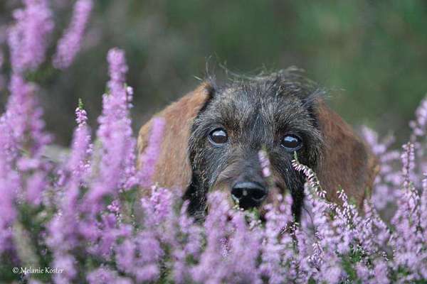 Heide Shooting-Beitrag-Bild