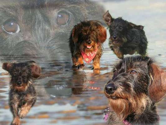 Photomontagen mit Hund-Beitrag-Bild