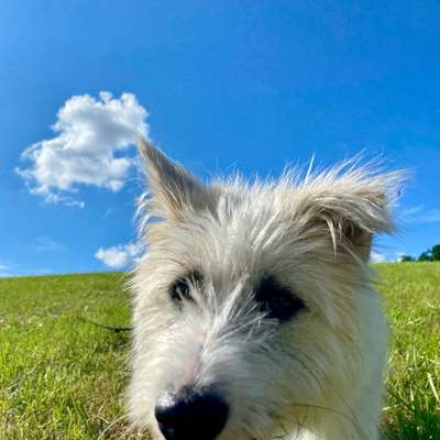 Hundetreffen-Zusammen laufen macht mehr Spaß und mein Hund braucht Kontakte um sicherer zu werden-Bild