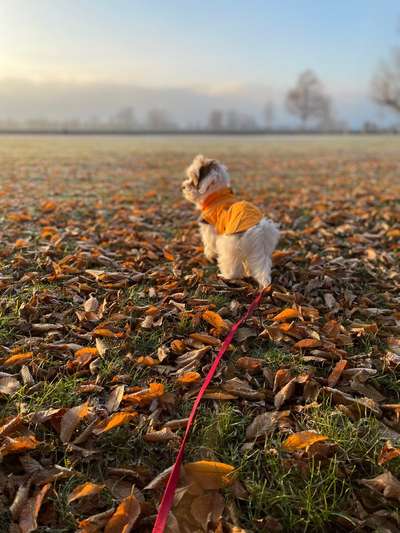 Hundetreffen-Hundetreff-Bild