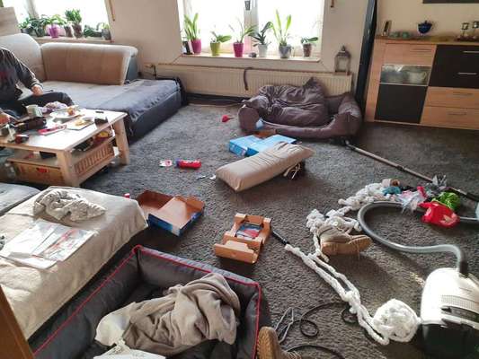 Freche Hunde-Beitrag-Bild