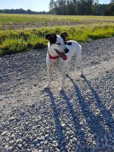 Dogorama Foto Aktion - Dein Hund im Dogorama Büro-Beitrag-Bild