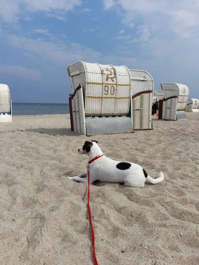 Dogorama Foto Aktion - Dein Hund im Dogorama Büro-Beitrag-Bild