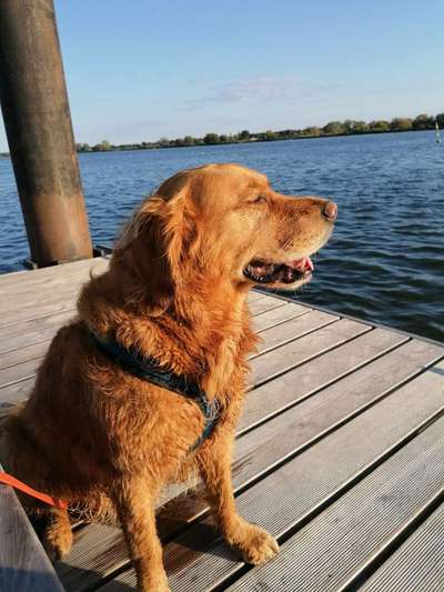 Wo sind die Golden Retriever Liebhaber?-Beitrag-Bild
