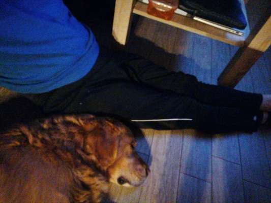 Wo sind die Golden Retriever Liebhaber?-Beitrag-Bild