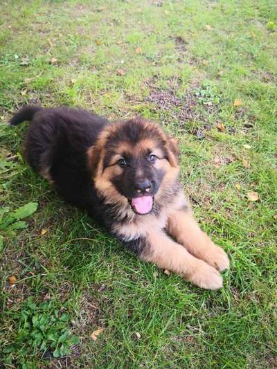 Welpen Bilder !-Beitrag-Bild