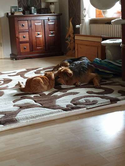 Schäferhund-Beitrag-Bild