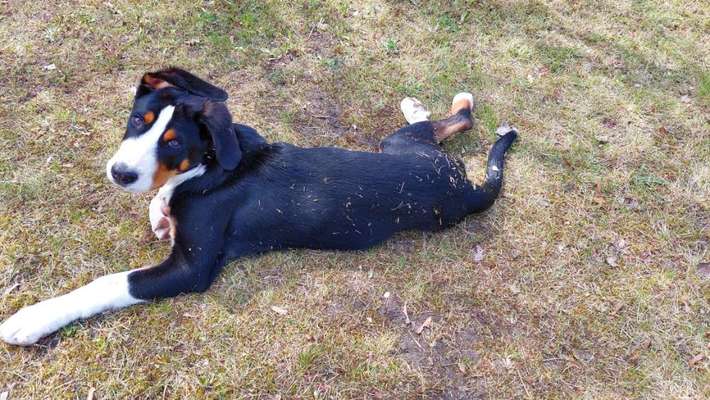 Berner Sennen-Beitrag-Bild