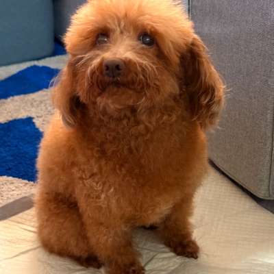 Hundetreffen-Hundebetreuung über Silvester-Bild