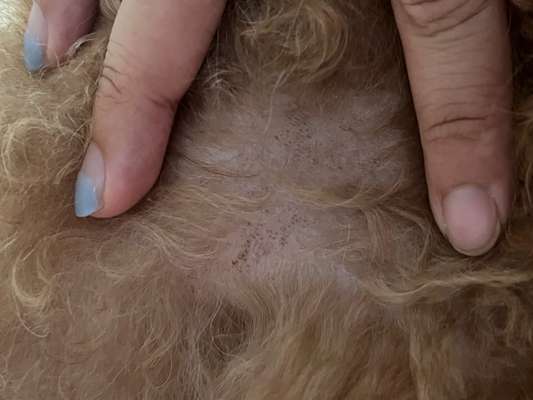 Braune Punkte im Fell?-Beitrag-Bild