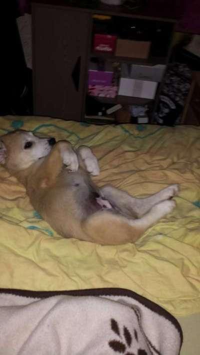 Welpen Bilder !-Beitrag-Bild