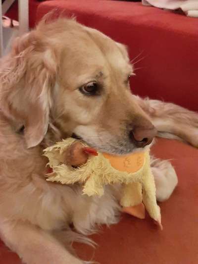 Welche Hunderasse-Beitrag-Bild