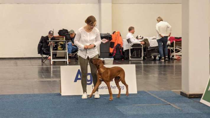Rhodesian Ridgeback-Beitrag-Bild