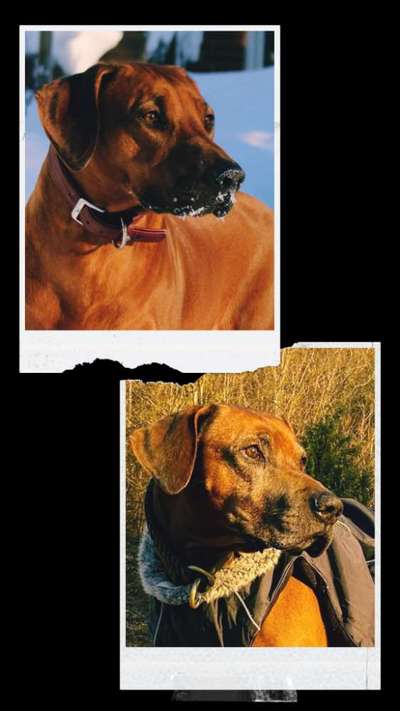Rhodesian Ridgeback-Beitrag-Bild