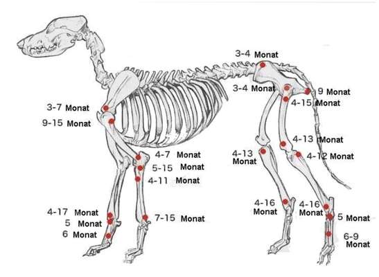 Rhodesian Ridgeback-Beitrag-Bild