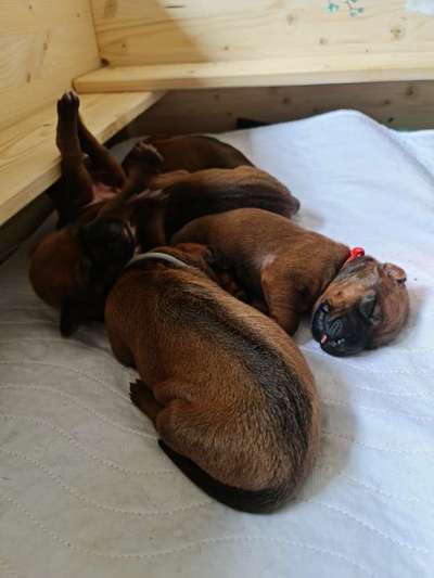 Rhodesian Ridgeback-Beitrag-Bild