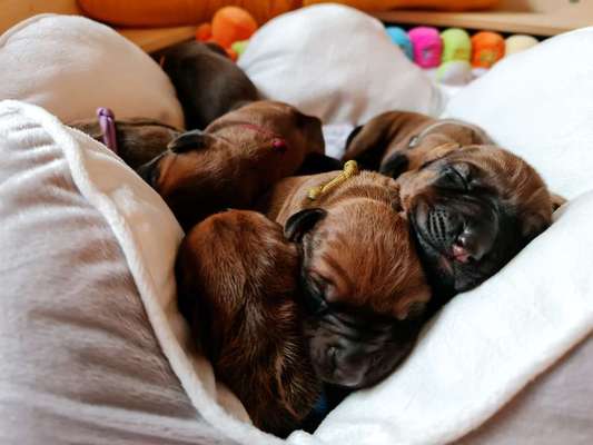 Rhodesian Ridgeback-Beitrag-Bild