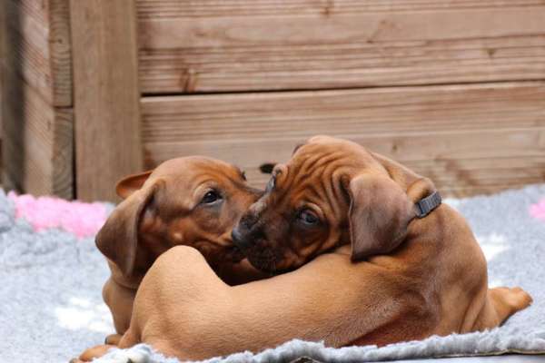 Rhodesian Ridgeback-Beitrag-Bild