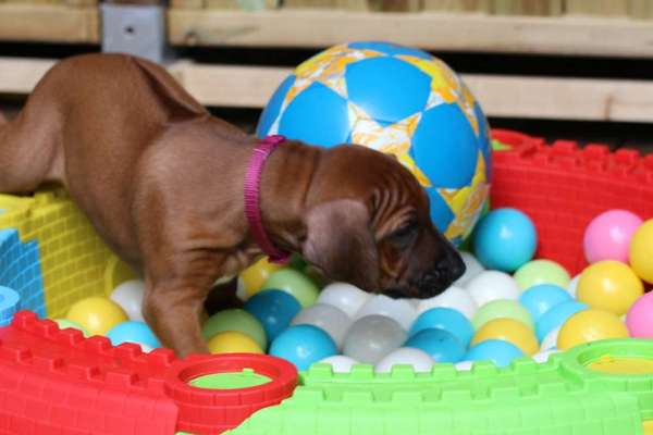 Rhodesian Ridgeback-Beitrag-Bild