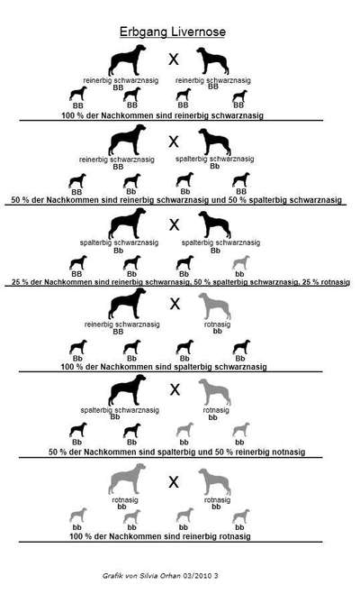 Rhodesian Ridgeback-Beitrag-Bild