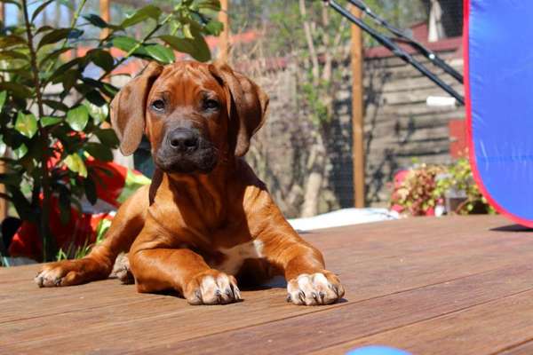 Rhodesian Ridgeback-Beitrag-Bild