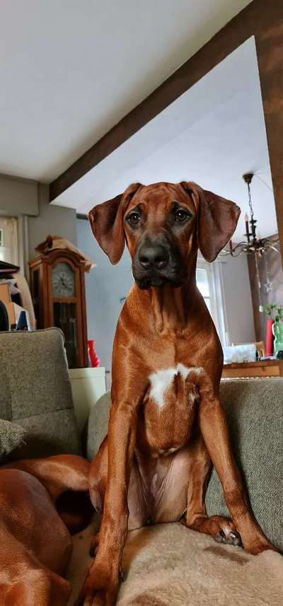 Rhodesian Ridgeback-Beitrag-Bild