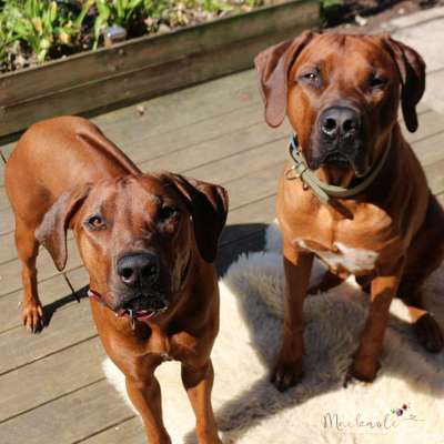Rhodesian Ridgeback-Beitrag-Bild