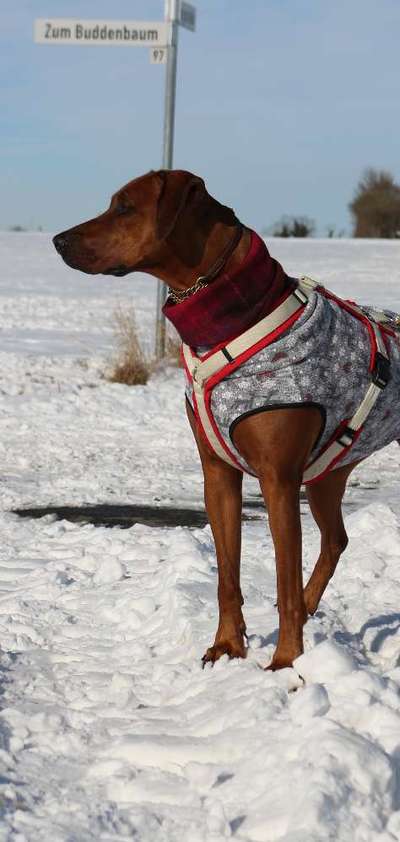 Rhodesian Ridgeback-Beitrag-Bild