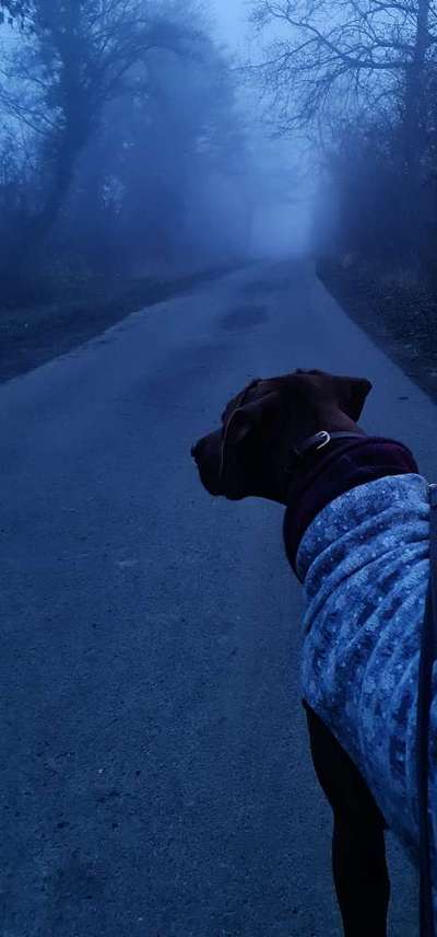 Rhodesian Ridgeback-Beitrag-Bild